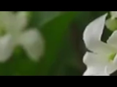 Ένα μόνο κλαδί του 