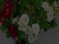 Ακριβές όριο Πολυκεφαλής Ακριβές άνθος Τεχνητό μπουκέτο γαμήλια διακόσμηση