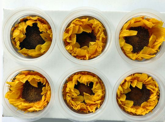 Αγορά Διατηρημένο λουλούδι λουλούδι του ήλιου ρομαντικό δώρο της μέρας του Αγίου Βαλεντίνου χειροποίητο μπουκέτο υλικό online manufacture